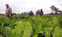 Kapalı sulama sistemiyle su tasarrufu sağlanacak