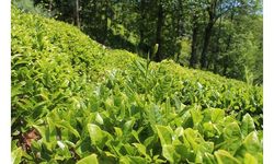 Karadeniz'de yağışlar azaldı, çayda rekolte düştü
