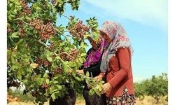 Kuraklık ve soğuk nedeniyle Antep fıstığında rekolte düştü