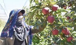 Niğde elması yurt dışına ihraç ediliyor