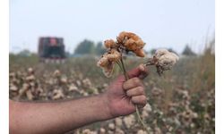 Renkli pamuklar bu yıl 3 bin dönüme ekildi