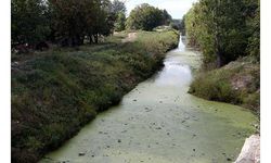 Tunca Nehri otlarla kaplandı, Bayır Deresi çöplüğe döndü
