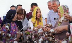 Türkan Şoray, adının verildiği pamuğun hasadına katıldı