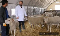 Afyon'da 'Türk Texel' koyunu üretildi