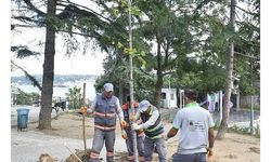 Beşiktaş'taki Ayazma Parkı’na yeni ağaçlar dikildi