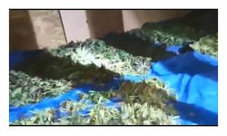 Beykoz'da polis 9 kilo 565 gram uyuşturucu ele geçirdi