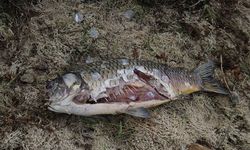 Bolu'da içme suyu barajında balık ölümlerine inceleme