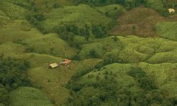 Kolombiya’da koka bitkisinin ekimi rekor seviyeye ulaştı