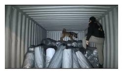 Meksika’dan Ambarlı Limanı’na gelen gemide 1.5 ton uyuşturucu ele geçirildi