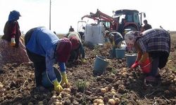 Niğde’de kışlık patates hasadı başladı