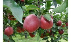 Türkiye'deki 4 elmadan 1'inin üretildiği Isparta'da hasat başladı