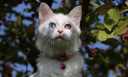 Van Kedi Villası'nda 2023 doğumları için çalışmalara başlandı