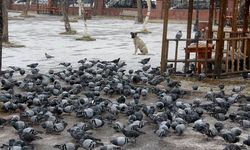 Ardahan Göle, buz kesti; sıfırın altında 4,3 derece
