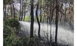 Hatay’da orman yangını