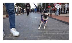 Trabzon'da sahipli köpeklere 'ağızlık' kararı tartışması