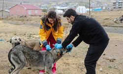 Van'da 5 bin sokak köpeğine kuduz aşısı