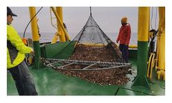 Aşırı avlanma Karadeniz'de deniz salyangozu stokunu yüzde 20 azalttı