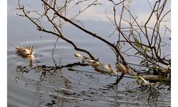Ceyhan Nehri'ndeki balık ölümleri araştırılıyor