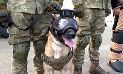 Dünya Kupası'nda TSK'nın bomba arama köpekleri de görev yapıyor