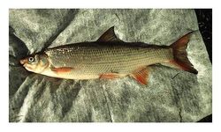 Eğirdir Gölü'nde ekokırım: 4 balık türü yok oldu, 6 tür tehdit altında