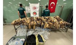 İstanbul Havalimanı'nda bin 200 samur postu ele geçirildi 