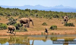 Güney Afrika bölgesinde artan fil nüfusu, yerel ekosistemi tehdit ediyor