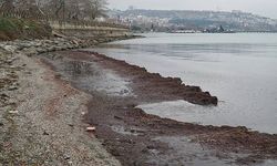 Tekirdağ'da şiddetli rüzgar nedeniyle sahilde kırmızı yosun birikti