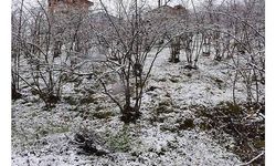Giresun'da etkili olan kar yağışı fındık üreticilerini sevindirdi
