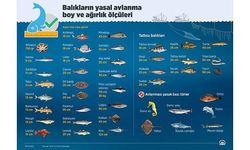 Marmara Denizi'ndeki kirlilik hamsilerin yeterince beslenememesine neden oldu