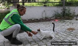 Hatay'da gönüllü hayvanseverler enkazdan can dostları kurtarıyor