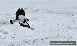 Kars'ta göçmen kuşlar karlı arazide yiyecek ararken görüntülendi