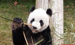 ABD’de 20 yıl yaşayan dişi panda Ya Ya, Çin’e döndü