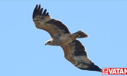 Yalova'daki Hersek Lagünü'nde görülen "şah kartal" ile kuş türü sayısı 253'e yükseldi