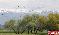 Muş Ovası'nda yaklaşık 400 kuş türü kayıt altına alındı