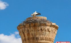 Kahramanmaraş depreminde şerefesi yıkılan minare leyleklere yuva oldu