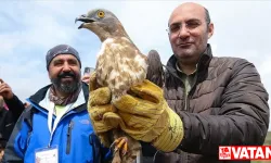 Van'da tedavileri tamamlanan kartal ve şahin doğaya salındı