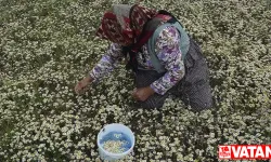 Manisa yaylalarında "papatya mesaisi" başladı