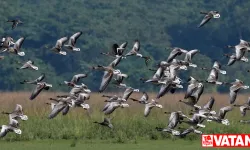 Ekolojik kriz nedeniyle göçmen kuşların rotaları ve göç zamanları değişiyor