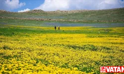 Ardahan'daki Şerefin Dağı ve Üç Tepeler canlanan doğasıyla dağcıların rotasında