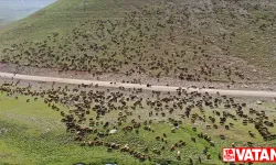 Yeşile bürünen Sinek Yaylası küçükbaş hayvan sürülerini ağırlıyor