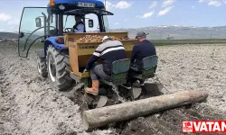 Ardahan'ın atıl arazilerinde desteklerle patates ve kavılca yetişecek