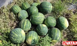 Tescilli Adana karpuzunda hasat başladı