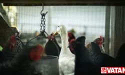 Brezilya’da kuş gribi alarmı