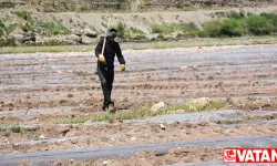 Şırnak'ta Dicle Nehri kenarındaki kullanılmayan arazide karpuz yetiştiriliyor