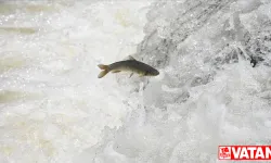 Kars'ta tatlı su kefallerinin zorlu yolculuğu görüntülendi