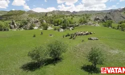 Terörden arındırılan yaylalarda küçükbaş hayvan ve kuş sesleri yankılanıyor