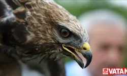 Bingöl'de kanadına kemik nakledilen şahin doğaya salındı