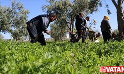 Kilis'te tarım işçileri 1 Mayıs Emek ve Dayanışma Günü'nde de üretime katkı sağlıyor