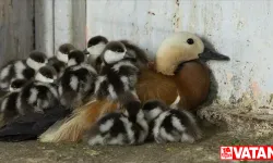 Tunceli'de bitkin halde bulunan angıt ve yavruları doğaya salındı