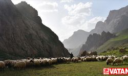 Göçerler yazı geçirmek için Van ve Hakkari'deki serin yaylaları tercih ediyor